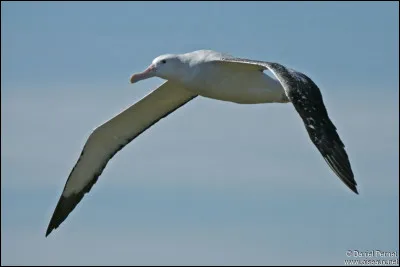 Quelle est l'envergure moyenne de l'albatros hurleur (ou grand albatros) ?