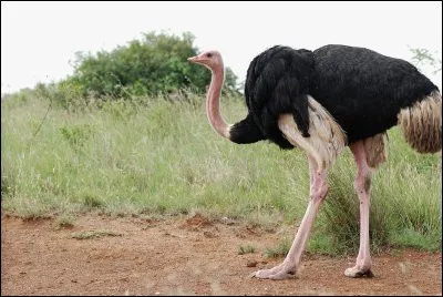 Quel est le poids moyen d'une autruche ?