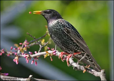 Quel est cet oiseau ?
