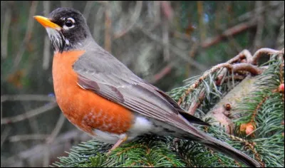De quelle couleur sont les ufs du merle d'Amérique ?