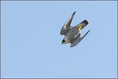 Quelle vitesse peut atteindre le faucon pèlerin en piqué ?