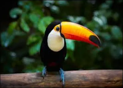 Ce bel oiseau est un toucan.