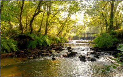 Mais, en tant que dégue... délégué pour vous faire visiter les lieux, pourquoi l'eau des ruisseaux et rivière des Landes de Gascogne prend cette couleur rouille ?
