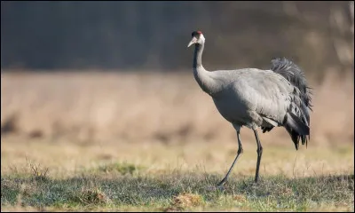 Des dizaines de milliers de ... viennent hiverner dans la région. D'où proviennent-elles ?