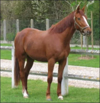 De quelle couleur est le cheval sur la photo ci-dessus ? Il est...