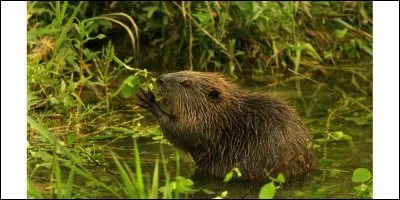 Cas comme Castor : Le castor peut abattre un arbre, mais de quel diam&egrave;tre maximal ?