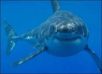 Quel est cet animal qui est actuellement un des plus gros poissons carnivores du monde ?