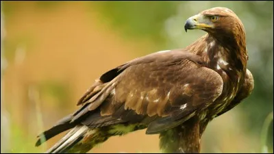 Quel est ce grand oiseau qui peut tuer des renards, des marmottes, voire de jeunes chamois ?