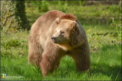 Quel est cet énorme mammifère qui aime les poissons ?