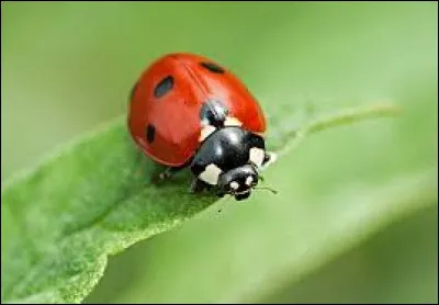 Quel est cette petite bête, amie des agriculteurs, qui dévore les pucerons et protège ainsi les plantations ?