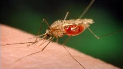 Mal comme malaria : quels sont les symptômes de la malaria ?