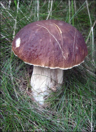 Bol comme bolet : parmi les nombreuses espèces de bolets comestibles, à quelle ville le bolet le plus connu est-il lié ?