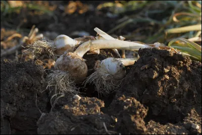 Pourtant, cette terre a des ressources ! C'est en ... que trois chanoines de retour de croisade ont ramené ... dont on récolte 500 t dans le coin !