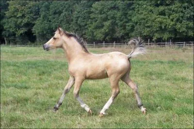 Quel animal est-ce ?