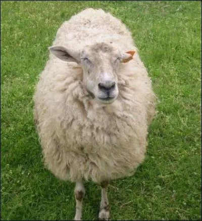 Quel animal est-ce ?