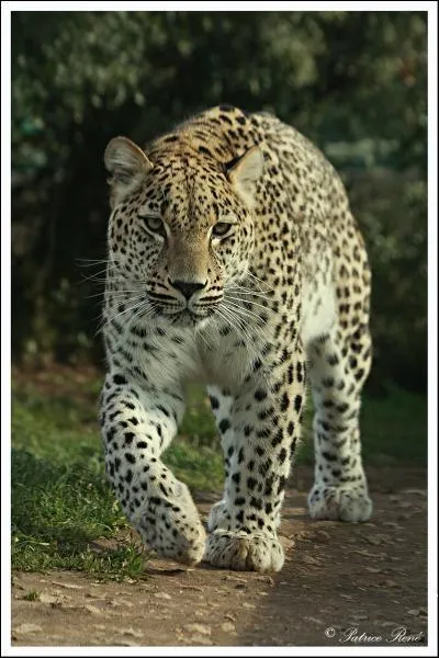 Quel animal est-ce ?