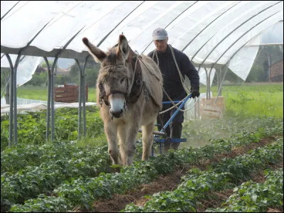 L'âne est utilisé par l'Homme pour :