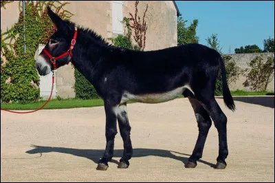 L'âne toise entre :