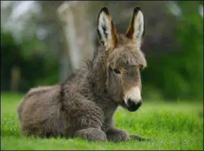 L'âne peut peser entre :