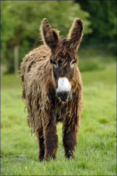 Quel est ce type d'âne sur la photo ?