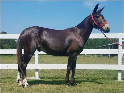 Le petit d'un âne et d'une jument est :