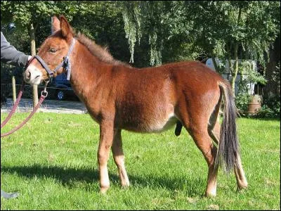 Le petit d'une ânesse et d'un cheval est :