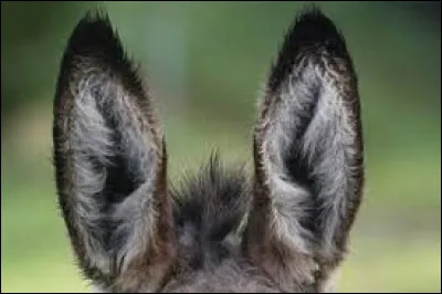 Quelle est la particularité de l'âne ?