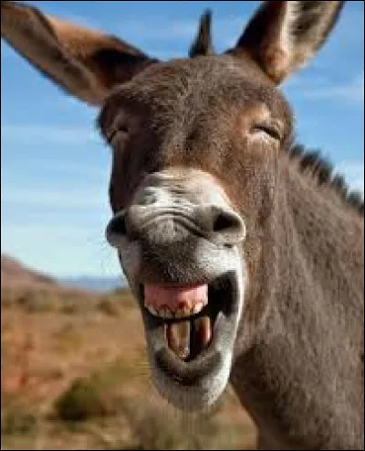 L'âne est-il bête ?
