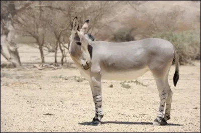 Les différentes espèces d'ânes descendent toutes de :