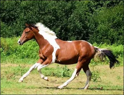 Quelle activité préfères-tu ? (1)