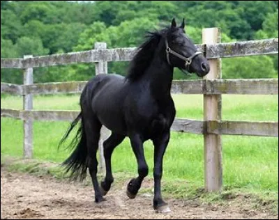 Quel est ton plus grand défaut ?