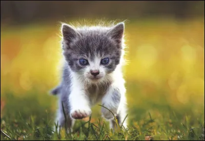 Quel animal te représente le mieux ? (2)