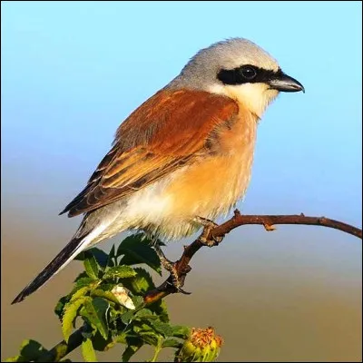 Comment s'appelle l'os sternal n&eacute;cessaire au vol des oiseaux ?