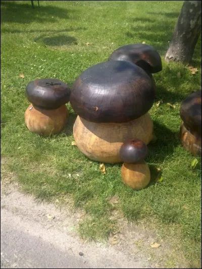 Plus près de nous, il a fallut tout de même se lever de bonne heure pour les trouver, ces cêpes !