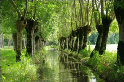 Mais pour l'heure, gorgez-vous jusqu'à plus soif de ce vert... mais prenez garde aux têtards, tout de même ! Qu'est-ce à dire ?