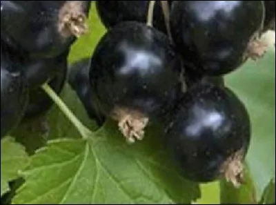 Ce fruit est produit par l'hybridation de la groseille &agrave; maquereaux et du cassis. Quel est son nom ?