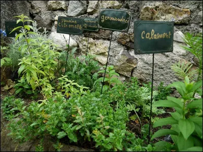 Mme H****** s'efforce, dans son jardin suspendu, de reconstituer l'herbarium des plantes rapportées d'Orient au XIIe et XIIIe s. Mais à quoi servait la germandrée ?