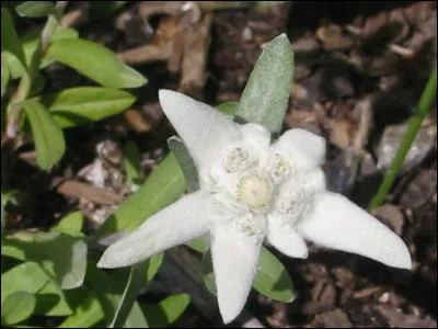 Forêt de montagne, elle abrite une flore rare car largement épargnée - il faut le dire - de nous autres, touristes... Notamment, cette fleur d'altitude : laquelle ?