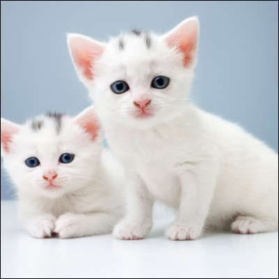 Les chats, bébés, ont-ils tous les yeux bleus ?