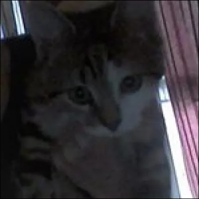 Il n'y a que les chattes qui peuvent être tricolores :