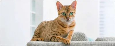 Les chats roux ont-ils un fort caractère ?