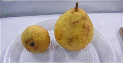 Quel nom porte la chaise longue, proche du lit de repos, à joues pleines et à dossier en gondole ?