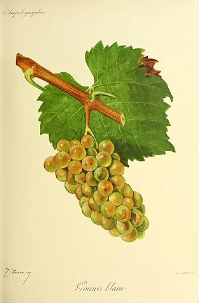 Nous sommes aussi et en outre (voire en barrique !), dans le noble pays du Muscadet et du ..., dont le c&eacute;page folle-blanche serait un "gouais" d'origine ...