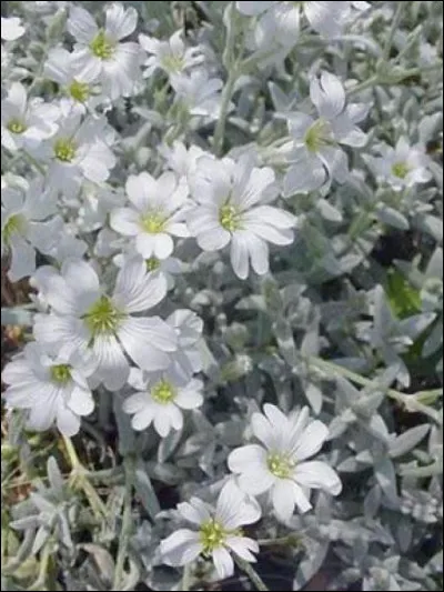 Que sont ces fleurs des Alpes ?