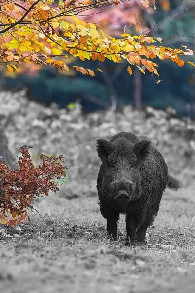 Parmi les sangliers, qu'appelle-t-on un solitaire ?