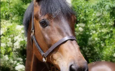 Quiz Galop 2