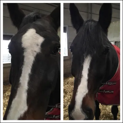 Comment appelle-t-on la touffe de poils au-dessus de la tête ?