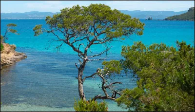 Direction maintenant la magnifique île de Porquerolles ! Perle de la côte méditerranéenne française, nous faisons escale dans un endroit paradisiaque au sud-est de Toulon. C'est dans le golf d'Hyères que nous la trouverons. Mais au fait, combien de jours par an bénéficie-t-elle d'un ensoleillement enthousiasmant à la baignade ?
Indice : c'est le nom d'un film de guerre en Antiquité sorti en 2006.