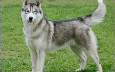 La race de chien que nous apercevons ici se nomme Husky.