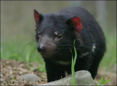 Bière de luxe, c'est le...